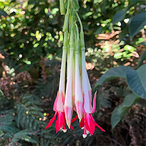 Fuchsia boliviana