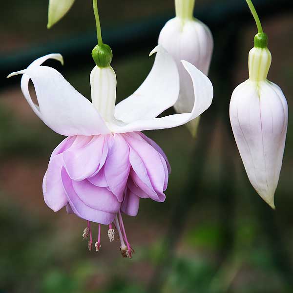 Mauve and White Fuchsia Flower