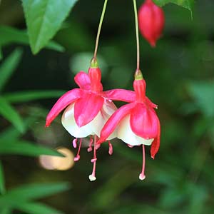 Fuchsia Flower