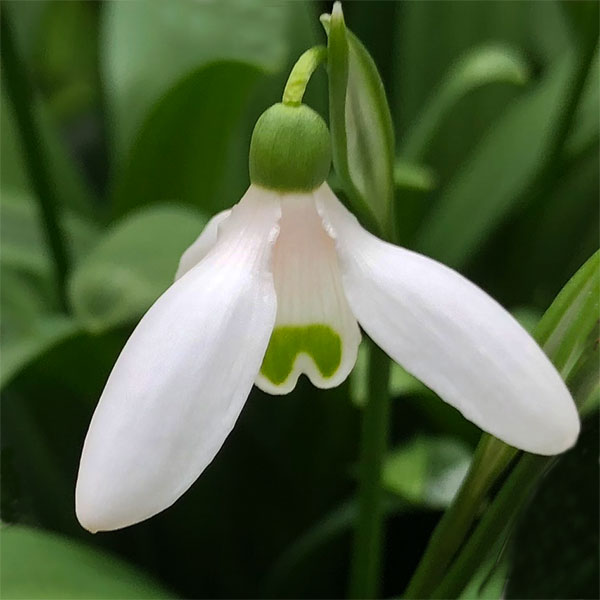 Galanthus nivalis