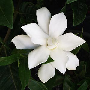 Gardenia augusta