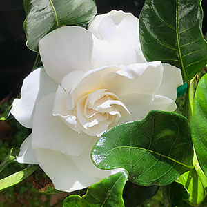 Gardenia magnifica