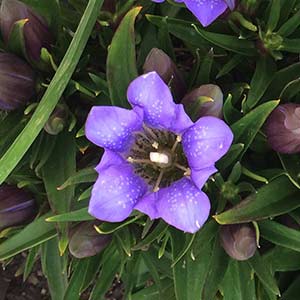 Gentiana scabra