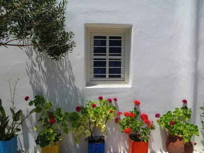 Geranium Plants in Containers