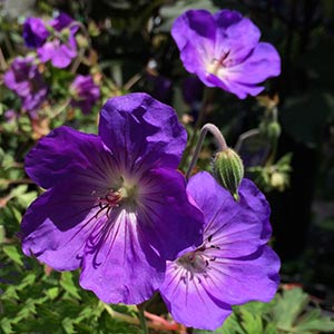 Geranium x himalayense Rozanne