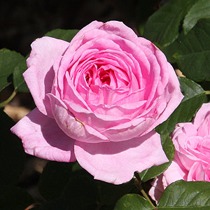 Gertrude jekyll - David Austin Rose 