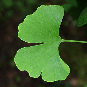 Ginkgo Biloba Trees | Nurseries Online US