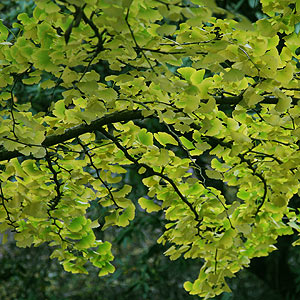 Ginkgo biloba Tree