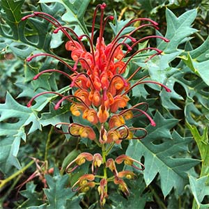 Australian Native Grevillea