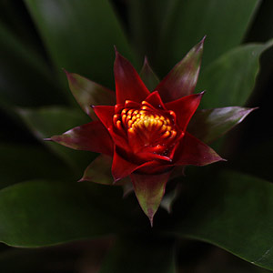 Guzmania