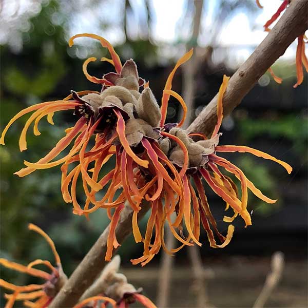 Hamamelis × intermedia 'Jelena'