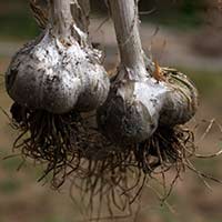 Garlic Bulbs