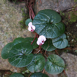 Hardy Outdoor Cyclamen