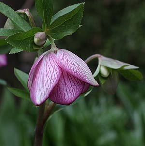 Hellebore - The Lenton Rose