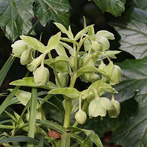 Helleborus foetidus