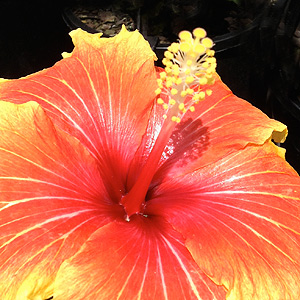 Hibiscus sinensis Flower
