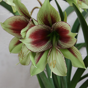 Hippeastrum papilio - Butterfly Amaryllis