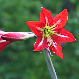 Hippeastrum x johnsonii