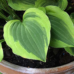 Hosta Grand Tiara