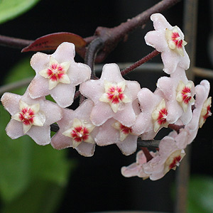 Hoya carnosa