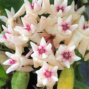 Hoya mitrata