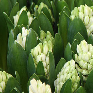 White Hyacinth Flowers