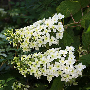 Hydrangea quercifolia 'Alice'