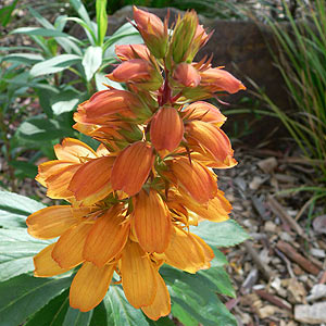 Isoplexis canariensis 