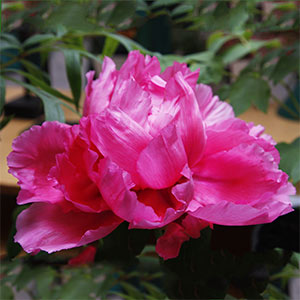 Japanese Tree Peony 'Asahino-sora'