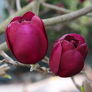 Flowering Magnolia