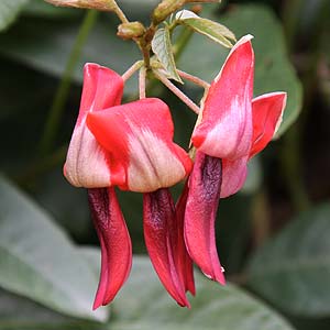 Kennedia rubicunda - Dusky Coral Pea