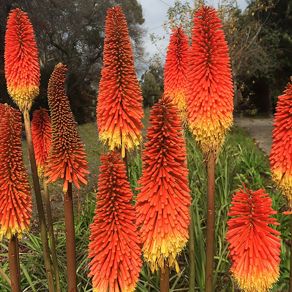 Kniphofia - Red Hot Pokers