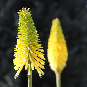 Kniphofia - Yellow Flowers