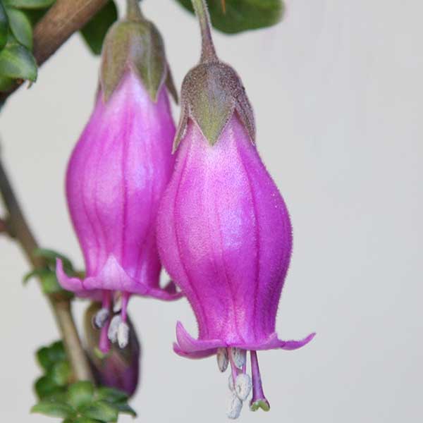 Latua pubiflora 'Sorcerers Tree' USA