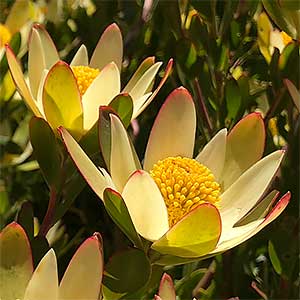 Leucadendron 'Harvest'