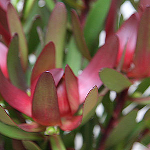 Leacodendron 'Safari Sunset'