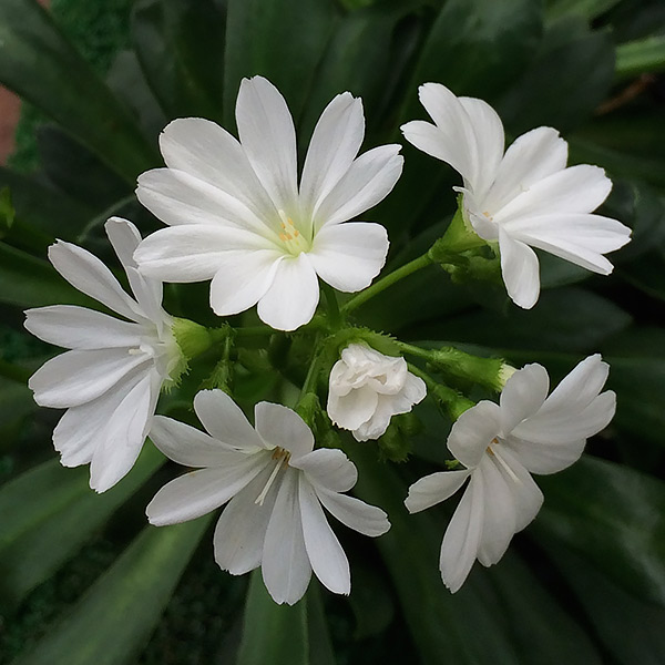 White Flowering Lewisia