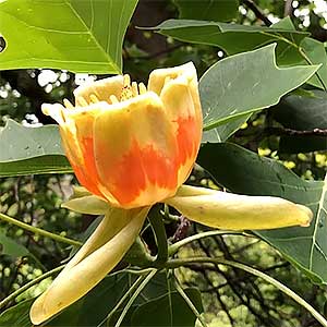 Liriodendron Tulipifera Flower