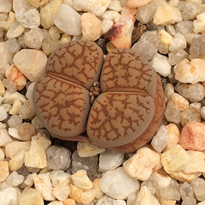 Lithops dinterops