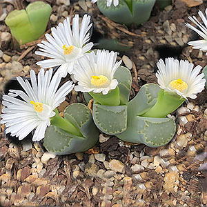 Lithops julii fulleri Fullergreen