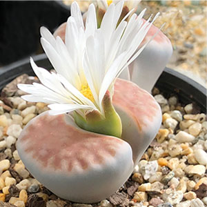 Lithops karasmontana