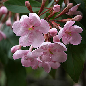 Luculia intermedia var. pinceana