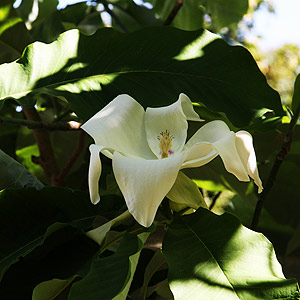 Magnolia ashei