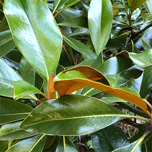 Magnolia Kay Parris Foliage