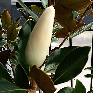 Magnolia 'Little Gem'