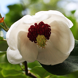 Magnolia sieboldii