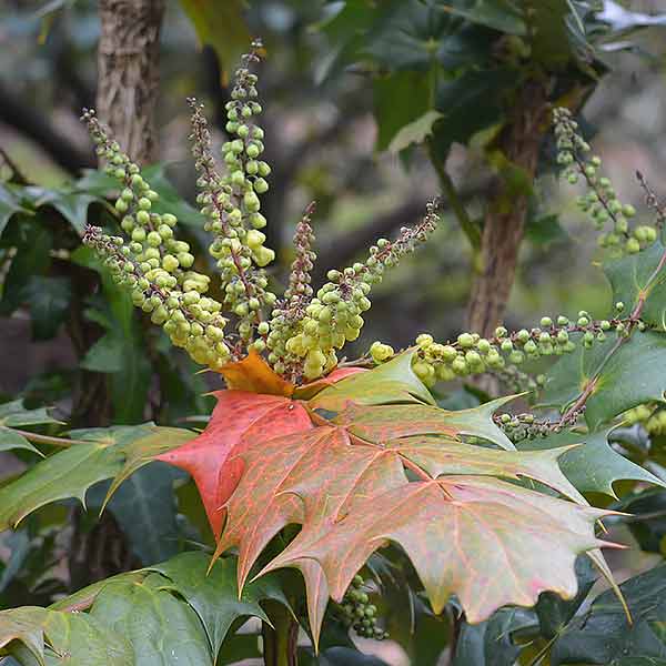 Mahonia bealei