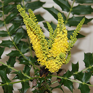 Mahonia lomarifolia