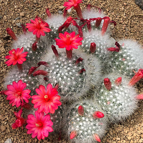 Mammillaria senilis