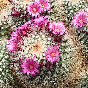 Mammillaria spinosa